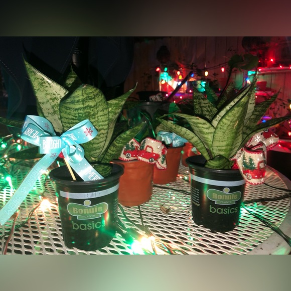 Dwarf Snake Plants (med- small in size) MOTHER’s DAY GIFTS ❤️👩👧IDEA’s - Picture 8 of 11